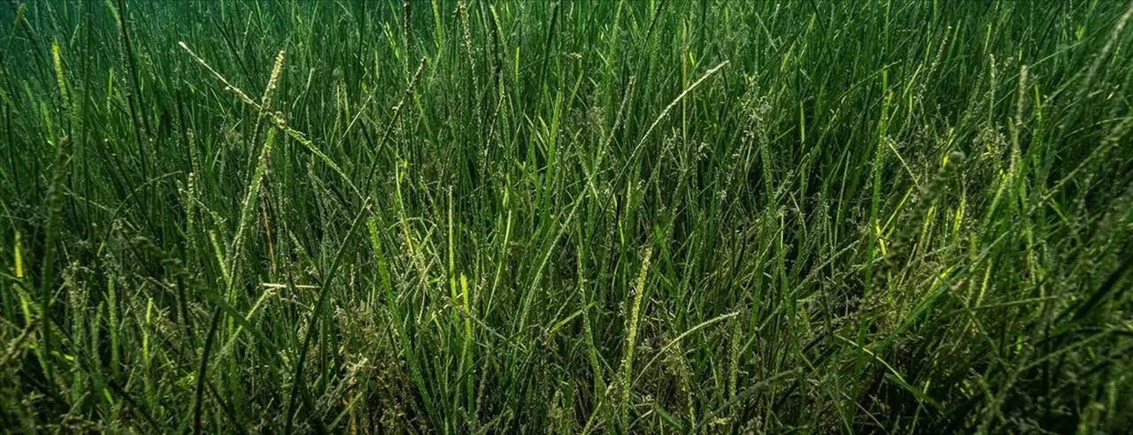 Balıkesir'de Deniz Çayırları Katliamı