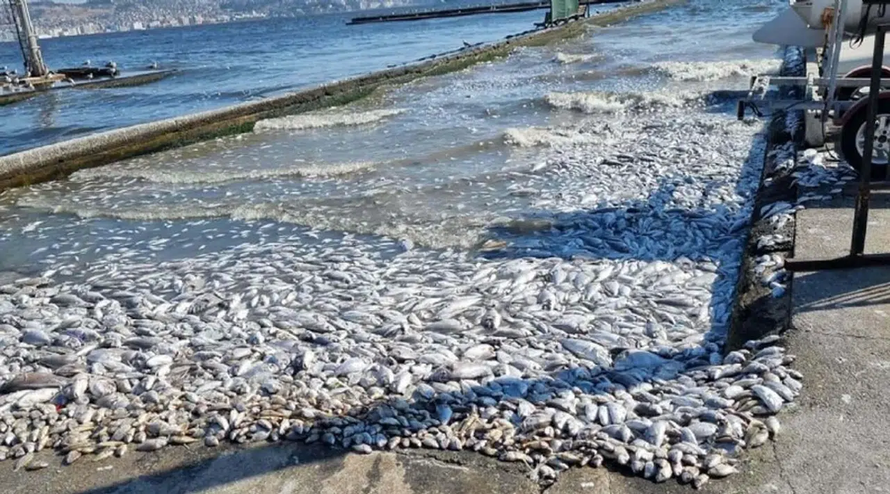 İzmir Körfezi’ndeki Kirlilik ve Balık Ölümleri İçin Soruşturma Başlatıldı