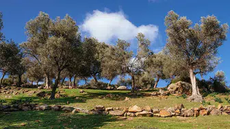 Zeytinlikler İçin Zafer! Danıştay Madencilik Kararını İptal Etti