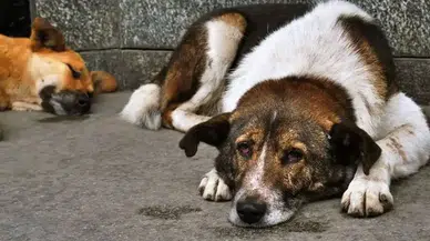 İzmir Barosu’ndan Hayvanların Korunması Yönetmeliği'ne Karşı Dava