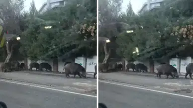 Bornova Evka 3’te Domuz Sürüsü Mahalleye İndi