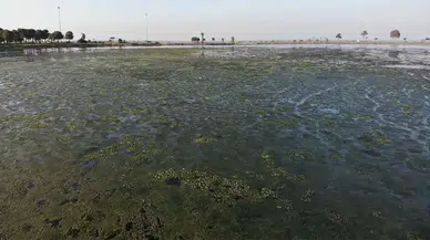 İnciraltı Sahilinde Deniz Marulu Alarmı