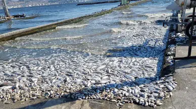İzmir Körfezi’ndeki Kirlilik ve Balık Ölümleri İçin Soruşturma Başlatıldı