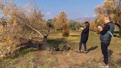 İzmir Büyükşehir’den Zeytin Ağaçları İçin Hayat Kurtaran Eğitim