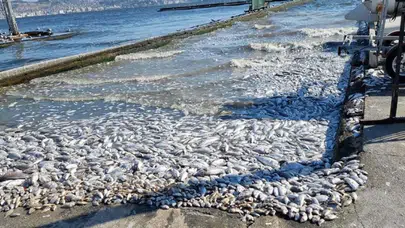 İzmir Körfezi’ndeki Kirlilik ve Balık Ölümleri İçin Soruşturma Başlatıldı