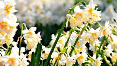 Karaburun Nergis Festivali Ne Zaman?