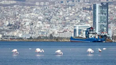 İzmir Körfezi’ndeki Temizlik Çalışmaları Meyvesini Veriyor