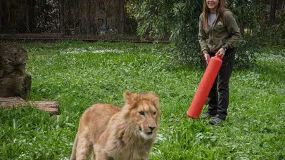 İzmir’de Çiftlikten Kurtarılan Yavru Aslan Yeni Yuvasında
