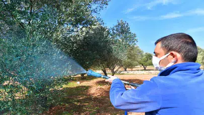 Zeytin Üreticisine Büyükşehir Desteği