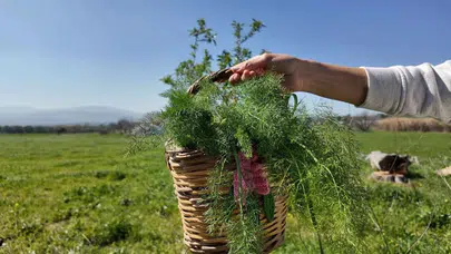 Urla Ot Bayramı Valilik Kararıyla Ertelendi