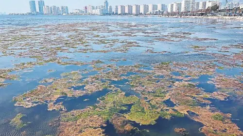 İzmir Körfezi’nde Deniz Marulu Alarmı
