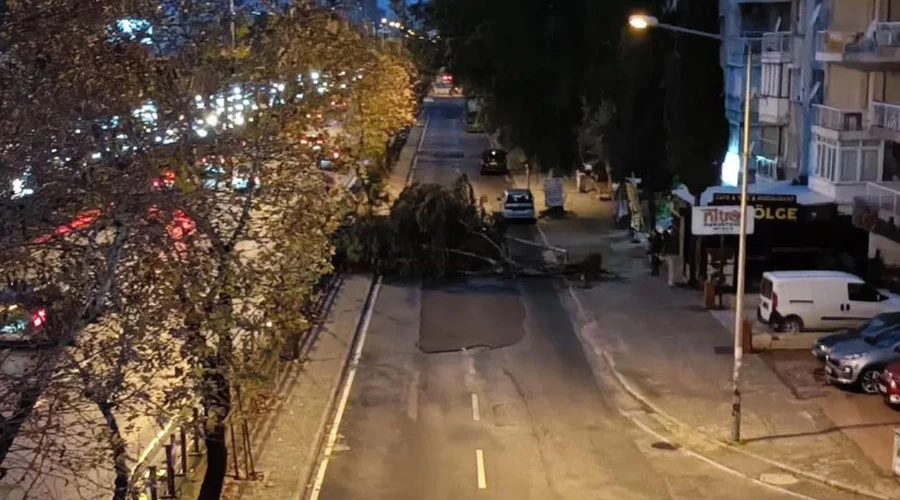 İzmir Bornova'da Ağaç Devrildi