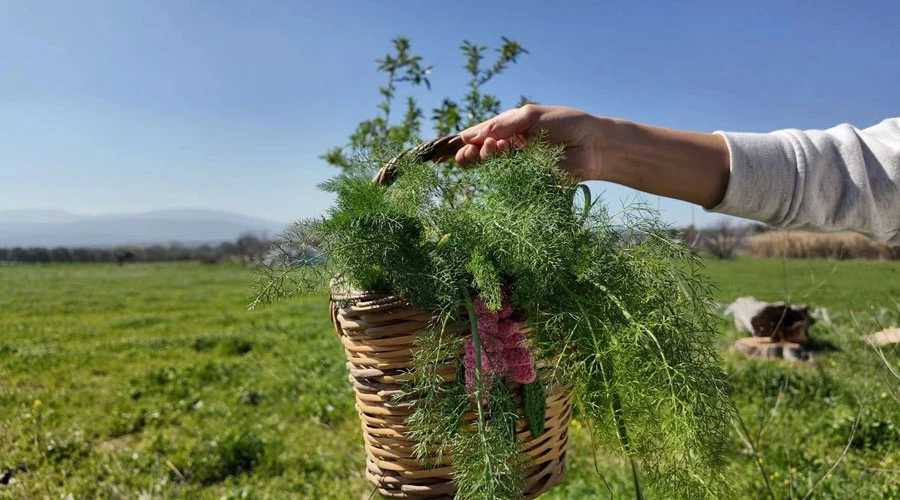 Urla Ot Bayramı Valilik Kararıyla Ertelendi